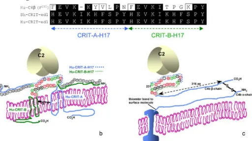 Fig. 3 Alignment of amino acid sequence of the CRIT-ed1 domain of the human c4 β -chain F 231 – Y 251 with S.