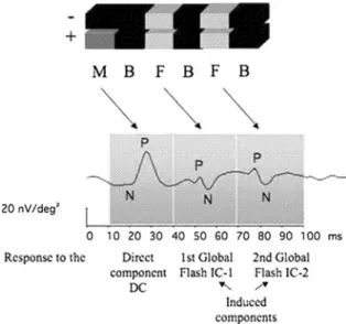 Figure 1 depicts one stimulus base interval: an m-frame (M), which can be light (100 cd/m 2 ) or dark ( \ 1 cd/m 2 ) is followed by two global flashes (F, 200 cd/m 2 ) at an interval of 26 ms