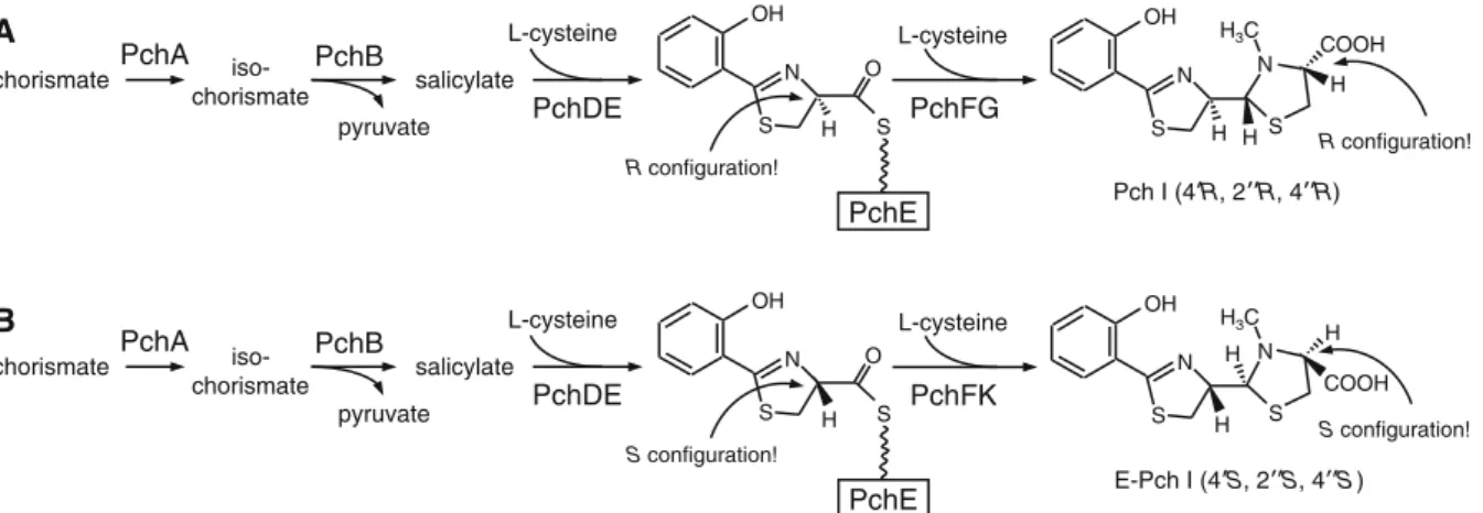 Fig. 2 Biosynthetic pathways generating Pch (a) in P. aeru- aeru-ginosa and E-Pch (b) in the P
