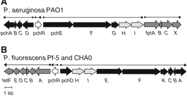 Fig. 2a). Pch synthesis from salicylate and L-cysteine has been fully reconstituted with purified enzymes in vitro (Patel and Walsh 2001) and the individual reactions have been studied in detail (Quadri et al.