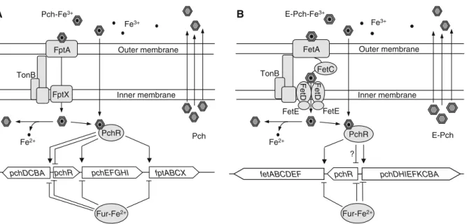 Fig. 4 Iron uptake with Pch and E-Pch and its transcriptional regulation. In P. aeruginosa (a), ferriPch crosses the outer membrane via the receptor FptA and the inner membrane via the permease FptX
