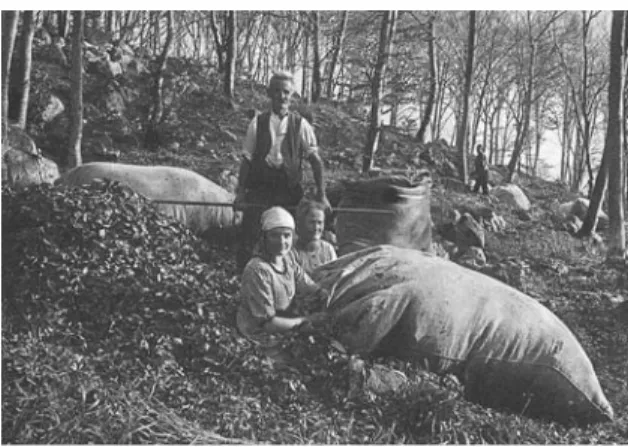 Fig. 3 Litter collecting day in Betlis (canton St. Gallen, Switzerland): The whole community is out in the beech stands to collect dry leaves to fill their mattresses and beddings (reproduced in Brockmann-Jerosch 1928/30)