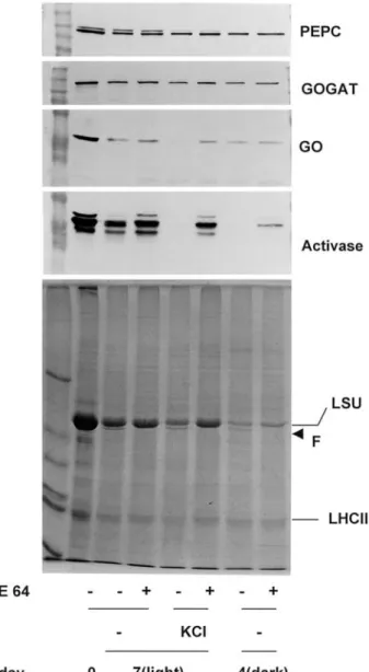 Fig. 6 Effect of E-64 (100 lM) on the degradation of selected proteins in senescing wheat leaf segments incubated for 7 days in water (–) or 25 mM KCl at 25 lmol m –2 s –1 (light) or for 4 days in water, in darkness (dark)