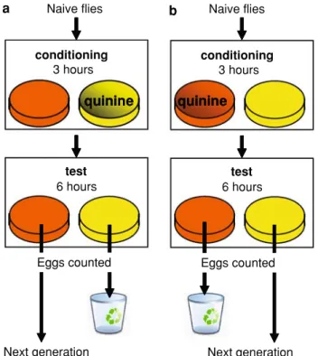 Fig. 2 The oviposition learning assay. During the conditioning period the flies have the opportunity to associate the flavor of the substrate (orange or pineapple) with the bitter taste of quinine; the other substrate does not contain quinine