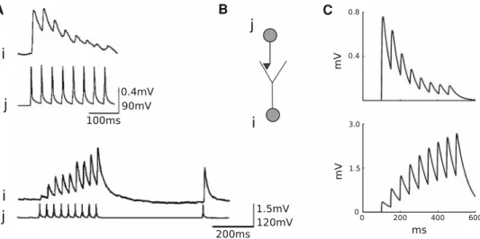 Fig. 2 Short-term plasticity in experiment and simulation. a Experi- Experi-mental results from rat cortex in slice