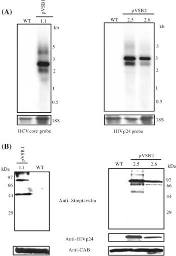 Fig. 4 Western blot analysis for quantification of fusion protein accumulation in transplastomic plants
