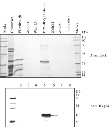 Fig. 7 Purification and analysis of recombinant HIVp24 protein from pVSB2 (2.5) chloroplasts