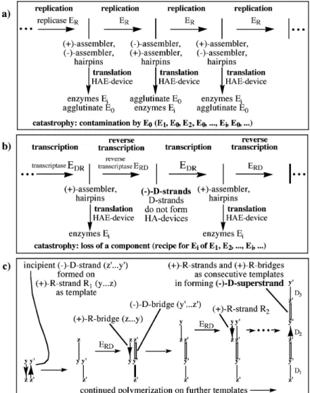Figure 14. Separation of replication (information carrying and forwarding system) from trans- trans-lation (product producing system)