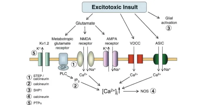 Figure 1. Schematic representation of pathways associated with excitotoxic events. Excessive glutamate overactivates glutamate receptors leading to increased intracellular Ca 2+ ([Ca 2+ i]) and the activation of multiple downstream pathways