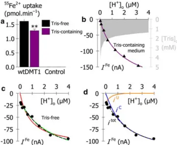 Fig. 2 Eﬀect of buﬀer composition on iron uptake and H + saturation kinetics in oocytes expressing wtDMT1