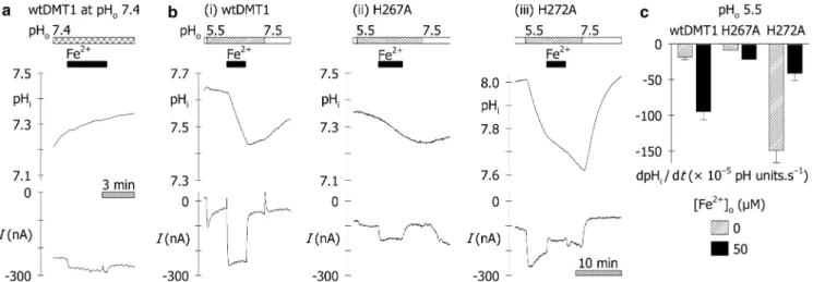 Fig. 4 Changes in intracellular pH (pH i ) associated with DMT1 activity in oocytes expressing wild type and mutant DMT1