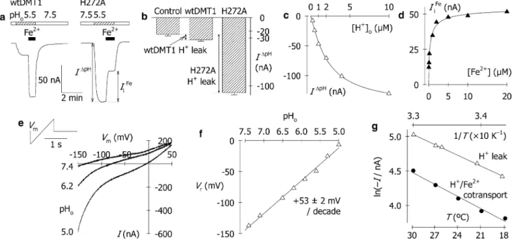Fig. 6 Properties of a leak current mediated by H272A-DMT1. a Typical current records at 50 mV for wtDMT1 and  H272A-DMT1 ﬁrst superfused with pH 7.5 medium (blank boxes), then pH 5.5 medium (hatched boxes), and the eﬀect of adding 50 lM Fe 2+ (black boxes