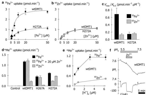 Fig. 7 Comparison of Fe 2+ and Zn 2+ transport mediated by wtDMT1 and DMT1 mutants. a Concentration dependence of