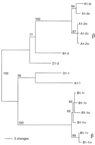 Fig. 1 A phylogenetic tree was calculated using the maximum parsimony (MP) method from an alignment of a 715-bp fragment of the Glu-B1-1 and Glu-A1-2 alleles found in this study, and of one representative allele each of the Glu-A1-1, Glu-D1-1, Glu-B1-2 and