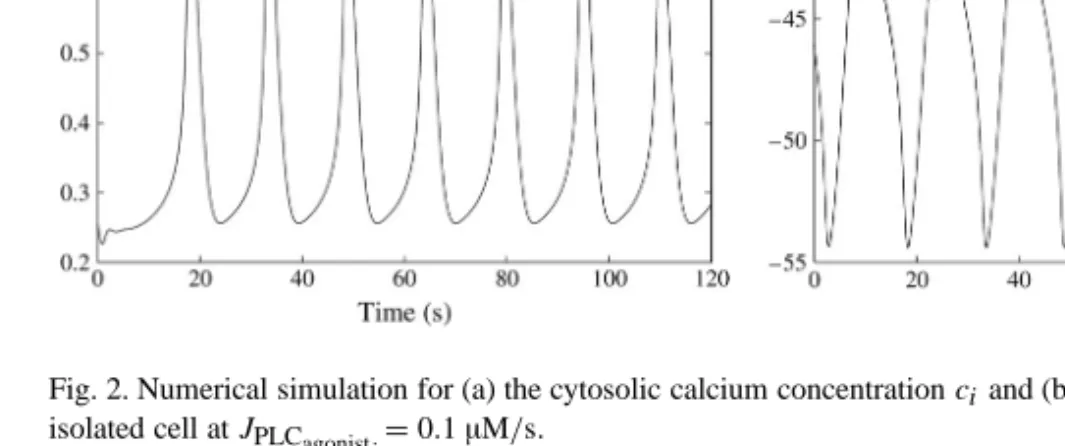 Fig. 2. Numerical simulation for (a) the cytosolic calcium concentration c i and (b) membrane potential v i of one isolated cell at J PLC