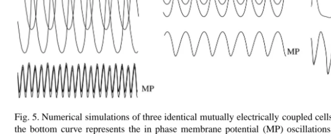 Fig. 5. Numerical simulations of three identical mutually electrically coupled cells ( g = 100 s −1 ) 