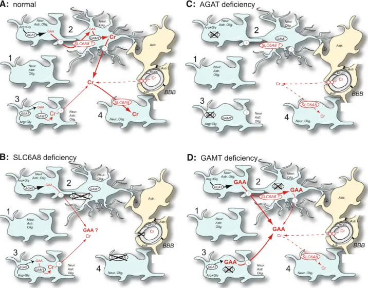 Fig. 1 A proposed model for creatine synthesis and transport within the central nervous system