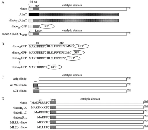 Figure 1. Schematic representation of various rat endomannosidase constructs used for transfections