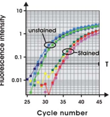 Fig. 2 Effect of haematoxylin/eosin (HE) staining on real-time RT- RT-PCR efficiency. Thirty superficial S1 segments from either  HE-stained or unHE-stained kidney sections were microdissected, RNA isolated and real-time RT-PCR for NaPi-IIa performed