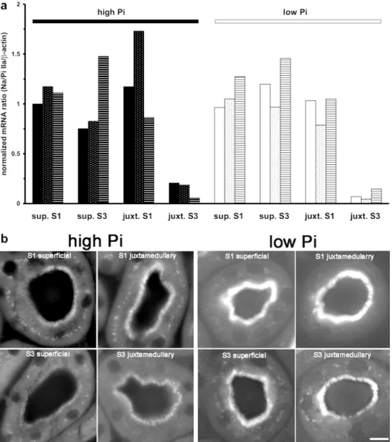 Fig. 3 Determination of seg- seg-mental Na/P cotransporter-IIa ( NaPi-IIa ) mRNA (a) and  pro-tein (b) abundance
