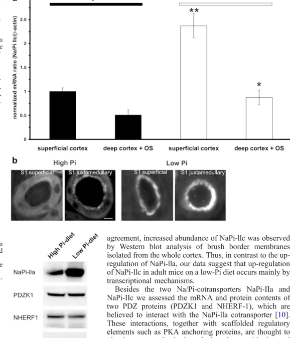 Fig. 7 Immunoblots of brush border membranes isolated from whole kidney cortex of mice fed a high- or a low-Pi diet