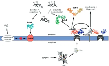 Figure 1. An overview of the E. coli Dsb-system. Two electrons are transported from cytoplasmic NADPH via thioredoxin reductase (dark  grey and black; PDB-code: 1CL0 [44]) and thioredoxin (light grey; 2TRX [45]) to tDsbD