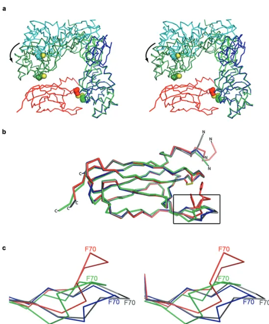 Figure 2. (a) Uncomplexed dimeric DsbC (blue and cyan; 1EEJ [31]) undergoes a large conformational change upon complex formation  with nDsbD (light and dark green (DsbC) and red (nDsbD); 1JZD [17])