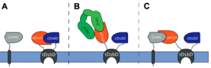 Figure 3.  Schematic illustration of proposed reorientations of  nDsbD to fulfil its ‘redox hub’ function [10, 40]