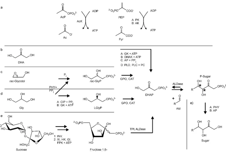 Fig. 4 Principal enzymatic routes to DHAP and the resulting sugar.