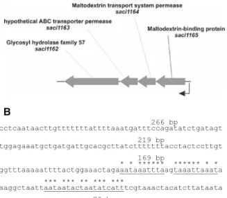 Fig. 5 Determination of the minimal sequence region necessary for inducibility of the mal promoter