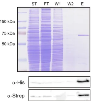 Fig. 6 Southern blot for copy number determination of construct pCmalLacS in S. acidocaldarius MR31