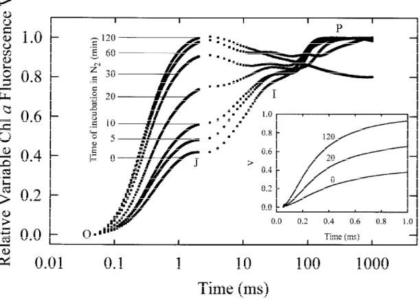 Figure 2. The rise kinetic of the relative variable Chl a fluorescence V t = (F t − F 0 )/(F M − F 0 ) in pea leaves incubated under anaerobic conditions in the dark for different times