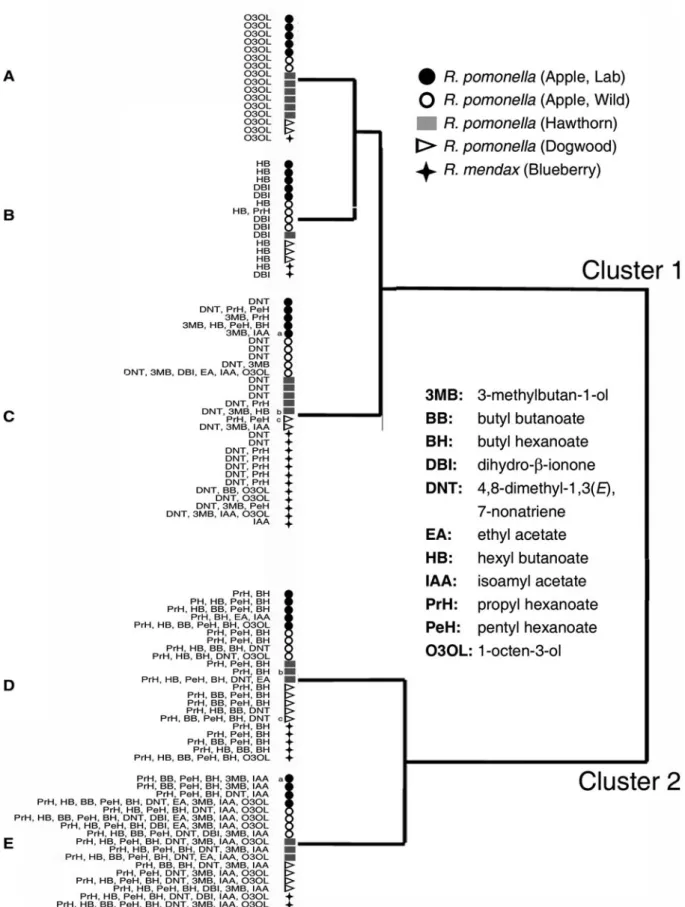 Fig. 1 Dendrogram depicting clusters (classes) based on ORN responses to 10 lg stimulus loads of the compounds listed on the right side of the ﬁgure