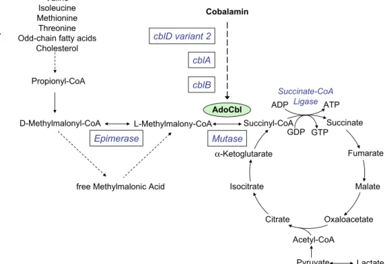 Table 1 Methylmalonic acidurias: complementation groups