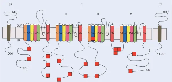 Abb. 1  7  Aufbau des  Na + -Kanals, rotes Quadrat  trunkierende Mutationen  bei SMEI