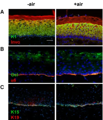 Fig. 6 Stratification markers in air-exposed 6dK-DESS. a Immuno- Immuno-fluorescence double-staining of cryosections with antibodies against K1 (green) and involucrin (red), b occludin (green) and integrin a6 (red), or c K15 (green) and K19 (red)