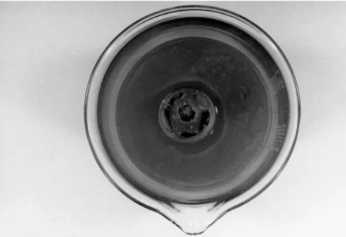Figure 1. Cement spacer in a cylindrical glass with a zone of  inhibition of the added staphylococci.