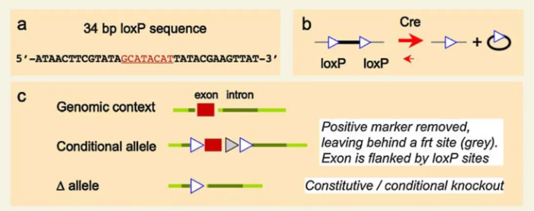 Fig. 4 Cre/loxP technology to generate and use conditional alleles. a The specificity of the Cre/loxP system is given by the 34 bp loxP recognition sequence consisting of two 13-bp palindromic sequences and an 8-bp core sequence