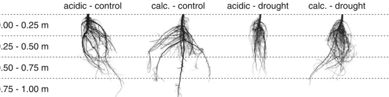 Fig. 1 Examples of 2D rootstock pictures used to calculate the projected root area in four soil layers of each 0.25 m, in either acidic or calcareous (calc.) soil (example shown: Q