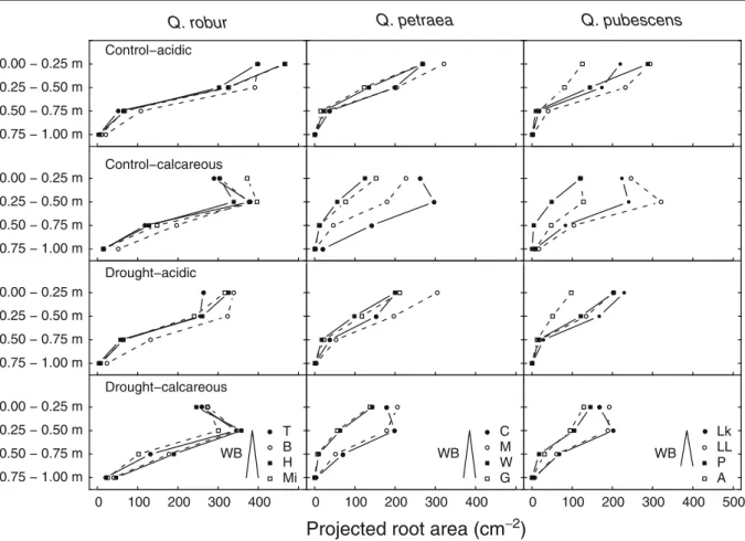 Fig. 5 Vertical root mass distributions (projected root area, cm 2 ) of the provenances of the three oak species, as affected, by soil type and drought treatment