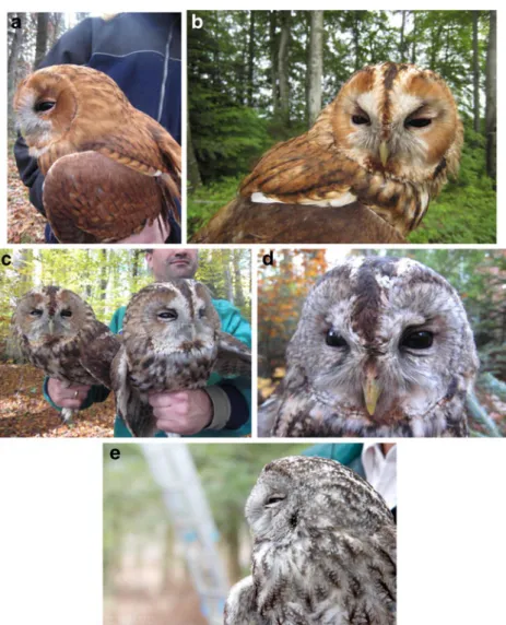 Fig. 1 Differently coloured tawny owls. a Dark reddish brown morph. b Reddish brown morph