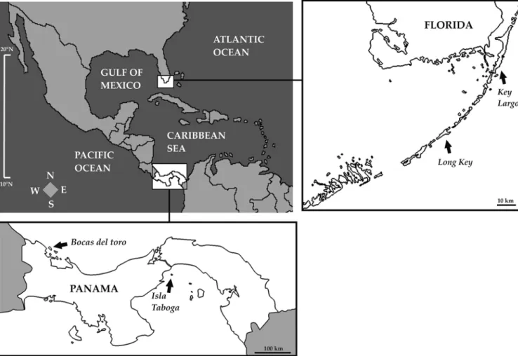 Fig. 1 Maps of sampling locations. The map of Florida shows two locations, each one including several sampling sites, with two sites in Key Largo (Key Largo Bay, Pickles Reef) and two sites in Long Key (Tenessy Reef and Foram Farm, Keys Marine Laboratory).