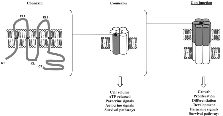 Fig. 1 Schematic representation of connexin topology, a connexon, and a gap junction channel