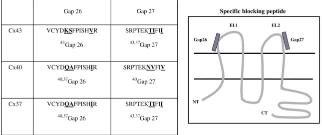 Fig. 2 Connexin-specific blocking peptides. Gap26 and Gap27 sequences correspond, respectively, to the sequence of the first and the second extracellular loops ( EL1 and EL2 ) of connexins