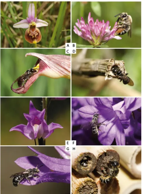 Fig. 1 Case studies illustrating the relationships between orchids and their pollinators, and the ecological requirements of the latter