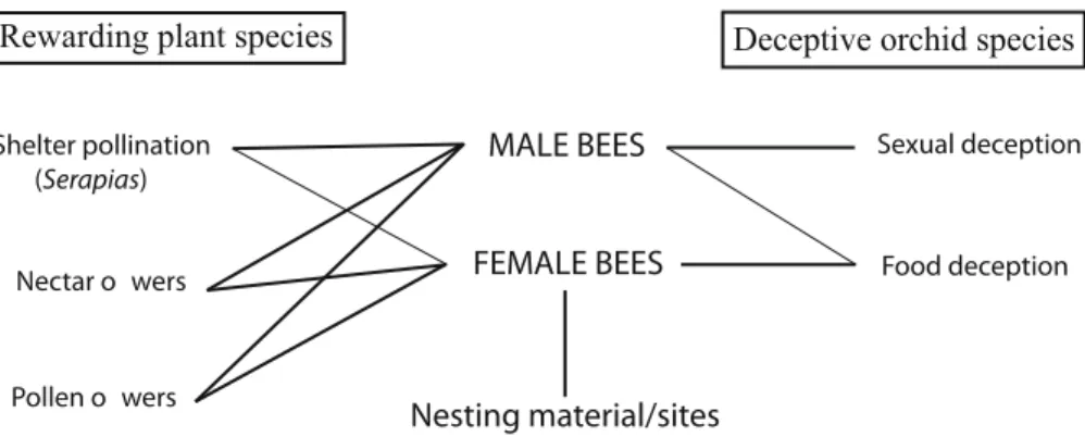 Fig. 3 Interrelationships between deceptive orchids with different pollination syndromes, wild bees and the ecological requirements of the latter, including food plants (nectar and pollen host plants) and nesting sites/