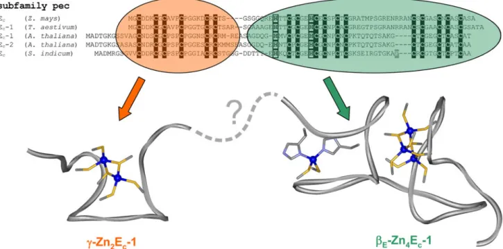 Fig. 5 Amino acid sequence alignment of representative members of the plant E c subfamily with Cys and His residues highlighted as in Fig