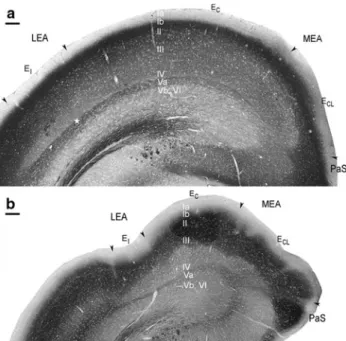Fig. 3 Timm-stained horizontal sections showing the rostrocaudal extent of E CL and E C 