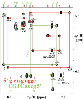 Figure 1. Spectral region of a 2D [ 1 H, 1 H]-NOESY spectrum of r(gcaguggc) · r(gcca)d(CTGC) comprising the ω 1 (H1 0 )/ ω 2 (H6,H8) connectivities