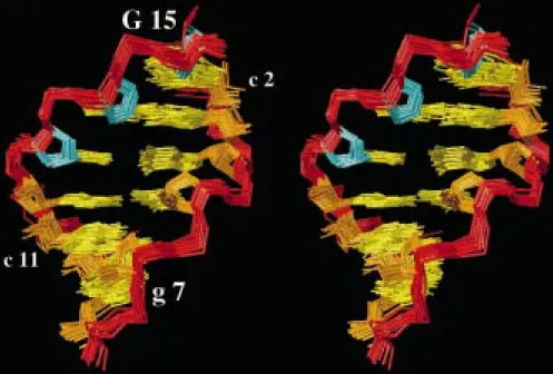 Figure 4. Stereoview into the minor groove of the central hexanucleotide segment of r(gcaguggc) · r(gcca)d(CTGC)